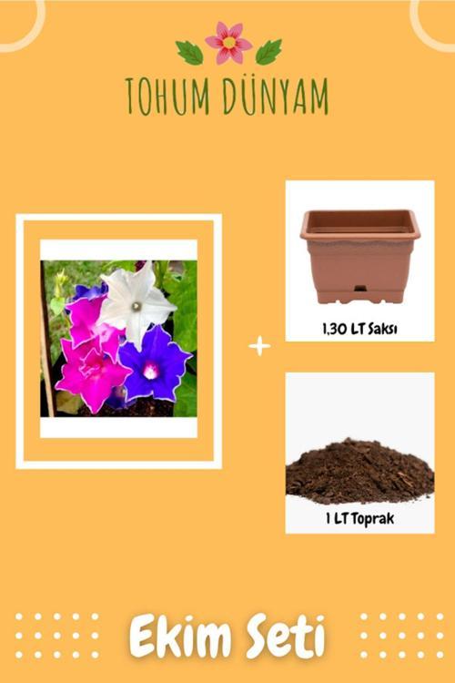 Dev Çiçekli Ipomea Nil Kikyo Zaki Mixed Japon Gu?Ndu?Z Sefası Çiçeği Tohumu Ekim Seti