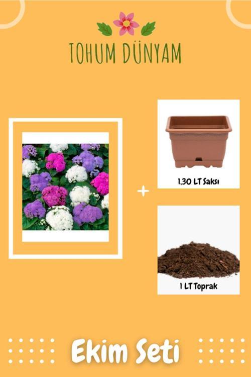 Karışık Renkli Vapur Dumanı Çiçeği Tohumu Ekim Seti