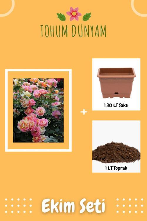 Sarı Pembe Yediveren Gül Tohumu Ekim Seti