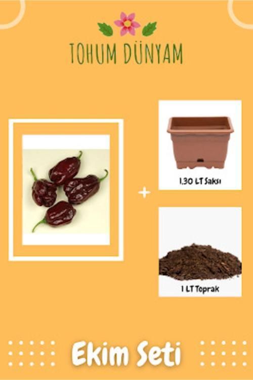 Kahverengi Habanora Acı Biber Tohumu Ekim Seti