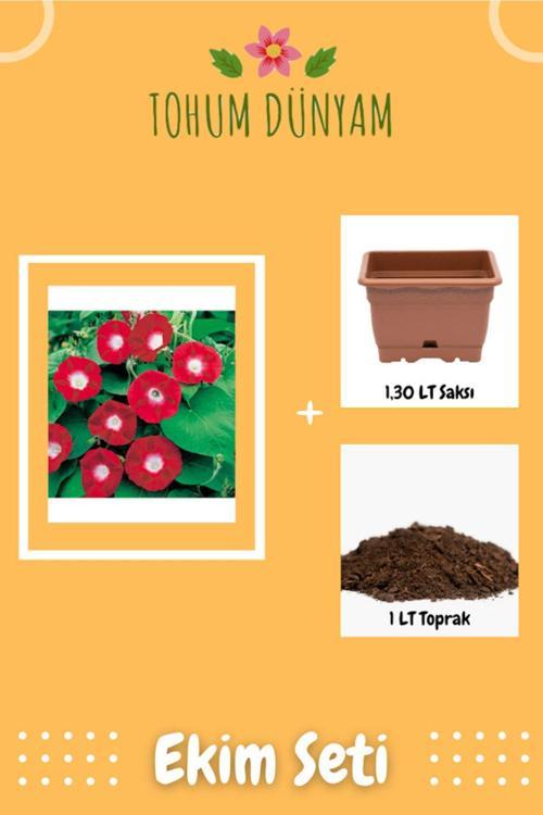 Kırmızı Sarmaşık (Gündüz Sefası) Çiçeği Ekim Seti