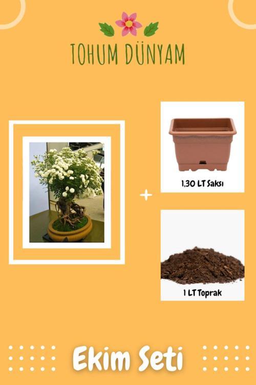 Bodur Beyaz Gül Tohumu Ekim Seti