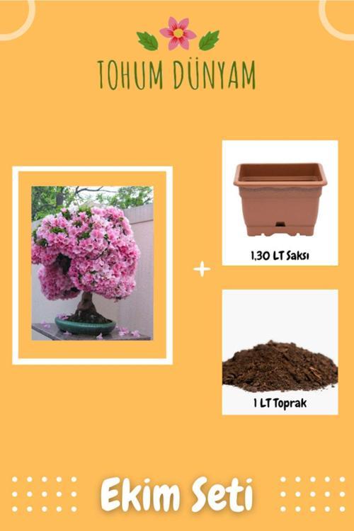 Açelya Bonsai Ağacı Tohumu Ekim Seti