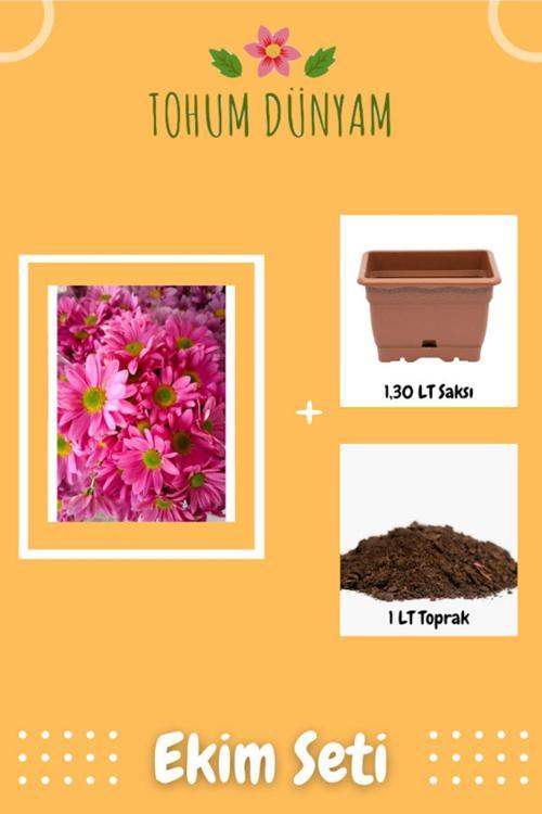 Pembe Papatya Çiçek Tohumu Ekim Seti