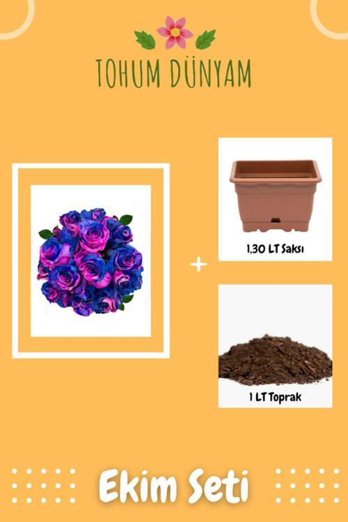 Satürnrose Gül Tohumu Ekim Seti