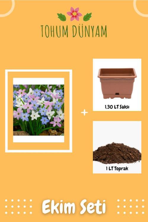 Karışık Renkler Bahar Yıldız Çiçek Tohumu Ekim Seti