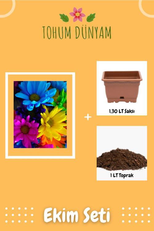 Canlı Renklerde Papatya Tohumu Ekim Seti