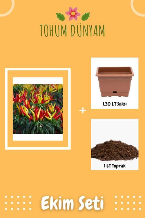 Renkli Yukarı Bakan Süs Biberi Tohumu Ekim Seti