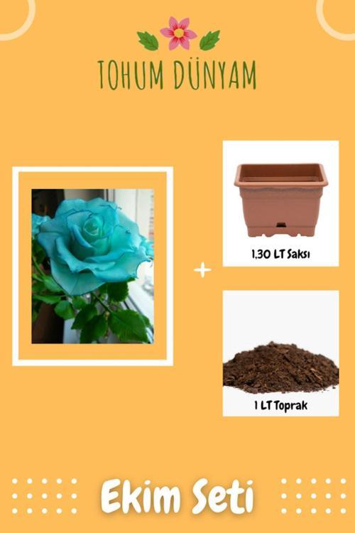 Turkuaz Gül Tohumu Ekim Seti