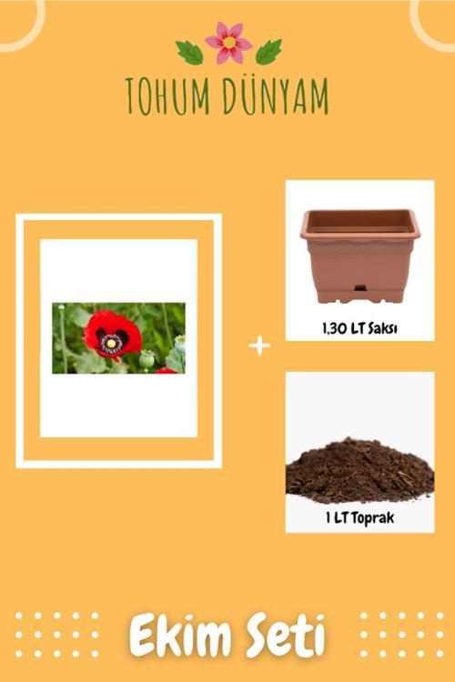Kırmızı Gelincik Çiçeği Tohumu Ekim Seti
