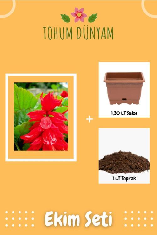 Ateş Çiçeği (Salvia Splendens) Çiçek Tohumu Ekim Seti