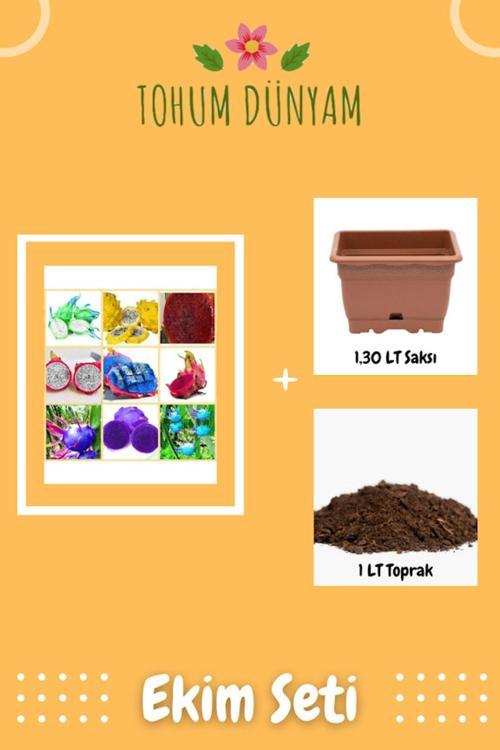 9 Adet 9 Renk Tropikal Dragon Fruit (Pitaya) Meyvesi Tohumu Ekim Seti