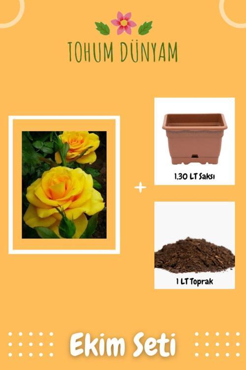Kokulu Sarı Gül Tohumu Ekim Seti