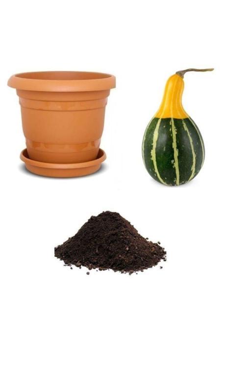 Nadir Sarı Yeşil Süs Kabağı Tohumu Ekim Seti