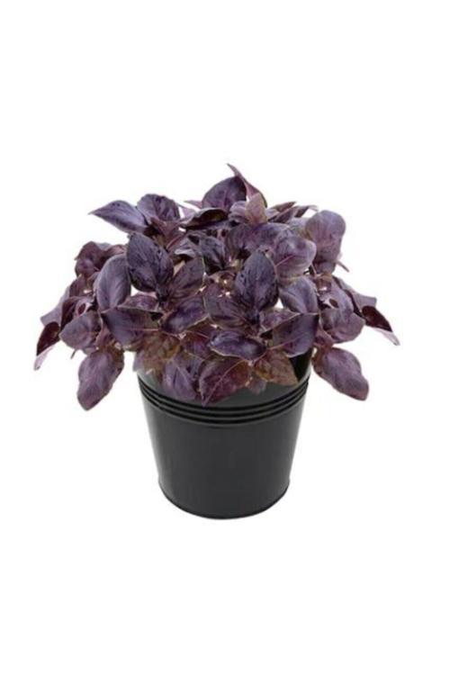 Mis Kokulu Mor Reyhan Tohumu Ekim Seti 100 Tohum Fesleğen Saksı Toprak Kombin