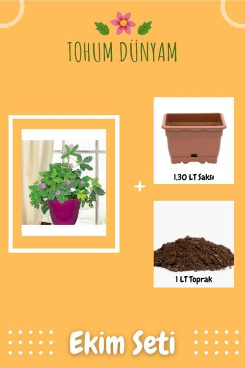 Mimoza Küstüm Çiçeği Tohumu Ekim Seti