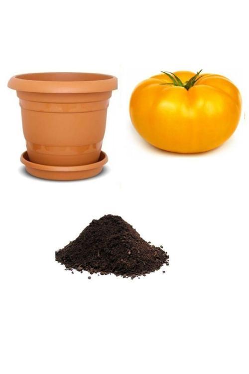 Dev Italyan Sarı Pileli Domates Tohumu Ekim Seti