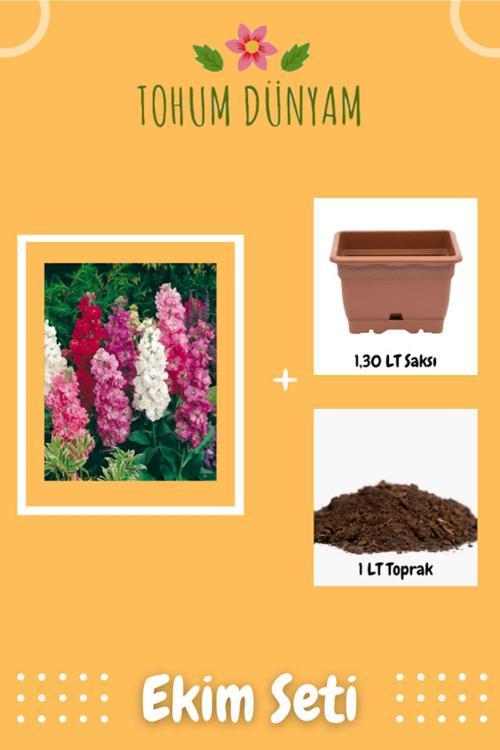 Şebboy Çiçeği Karışık Tohumu Ekim Seti