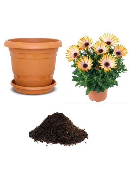 Nadir Koyun Gözü Çiçeği Tohumu Ekim Seti