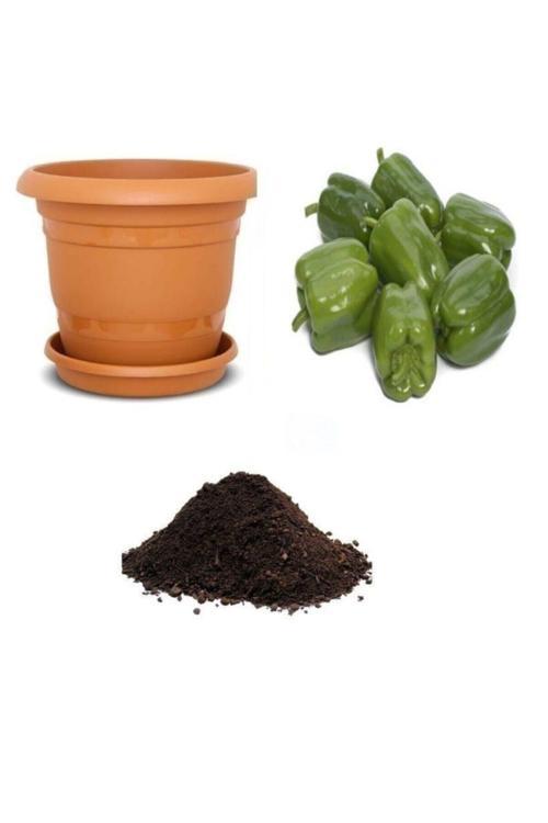 Antep Acı Dolmalık Biber Tohumu Ekim Seti