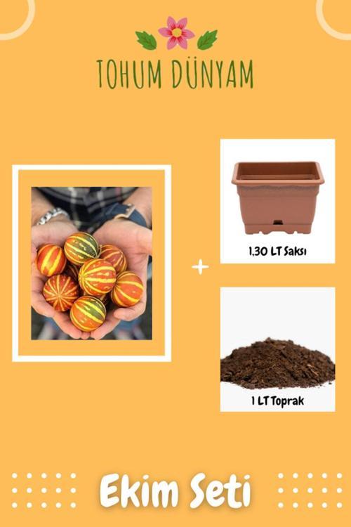 Kırlangıç, Kokulu Süs Kavunu Tohumu Ekim Seti