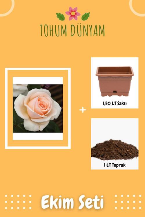 Courage Hafif Kayısı Renkli Gül Tohumu Ekim Seti