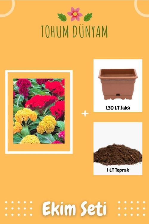 Karışık Renkli Horoz Ibiği (Celosia) Çiçeği Tohumu Ekim Seti