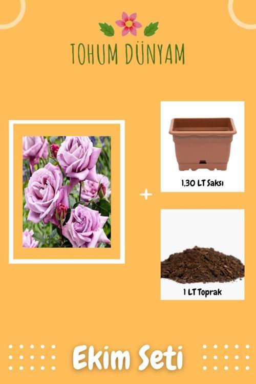 Kokulu Lila Gül Tohumu Ekim Seti