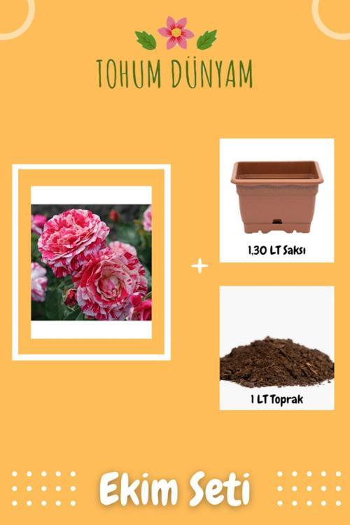 Pembe Beyaz Abracadabra Gül Tohumu Ekim Seti