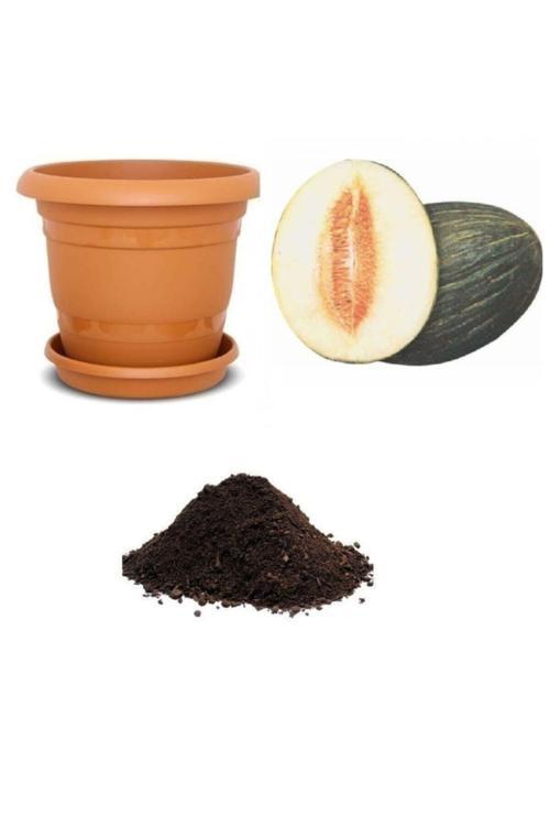 Hasanbey Kışlık Kavun Tohumu Ekim Seti