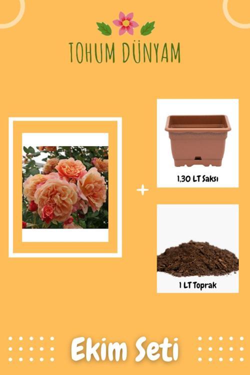 Turuncu Aloha Gül Tohumu Ekim Seti