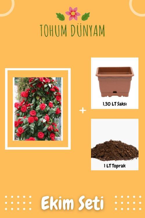 Soft Kırmızı Renkli Sarmaşık Gül Tohumu Ekim Seti