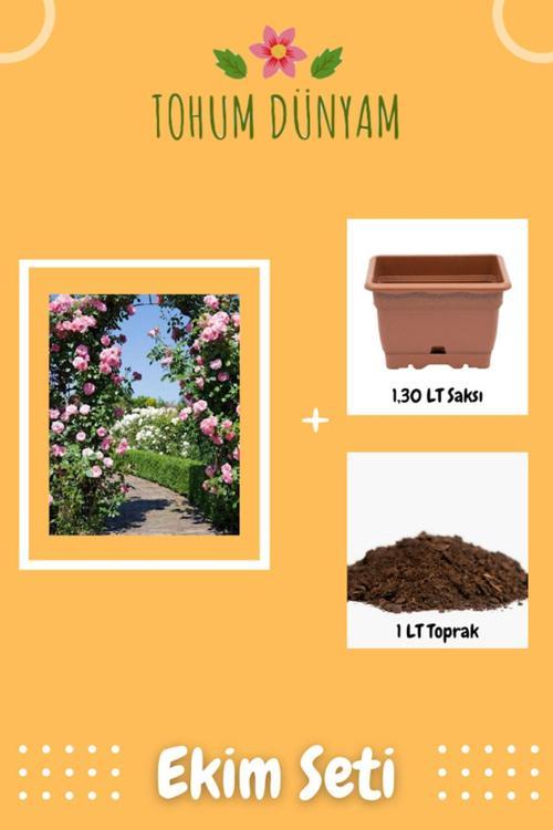 Katmerli Sarmaşık Gül Tohumu Ekim Seti