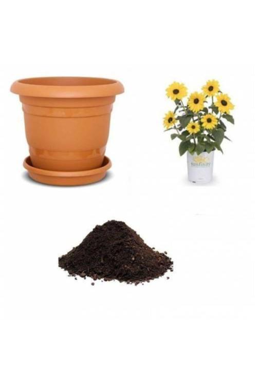 Süs Ayçiçeği Tohumu Ekim Seti