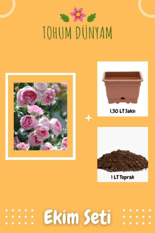 Kokulu Soft Pembe Hollanda Gül Tohumu Ekim Seti