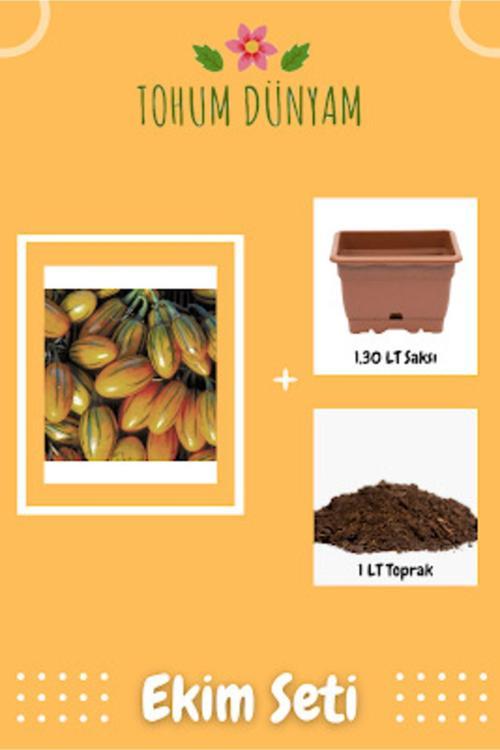 Çizgili Togo Patlıcan Tohumu Ekim Seti