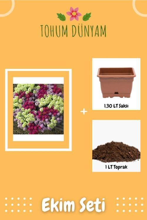Karışık Renkli Alisyum Çiçeği Tohumu Ekim Seti
