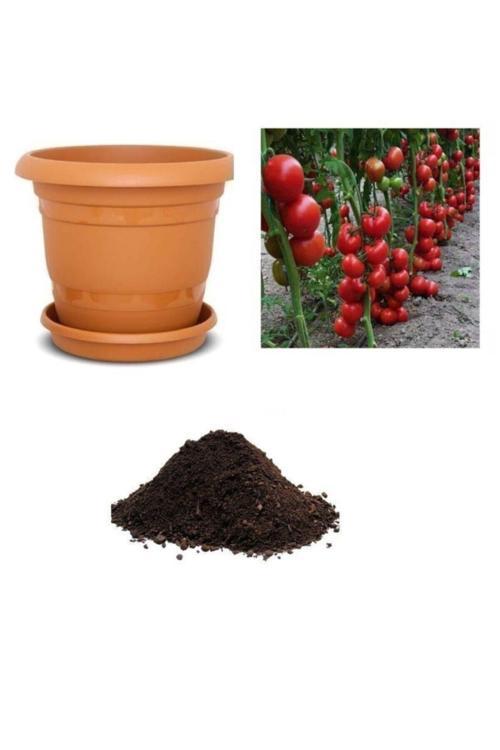 Mis Kokulu Sırık Domates Tohumu Ekim Seti