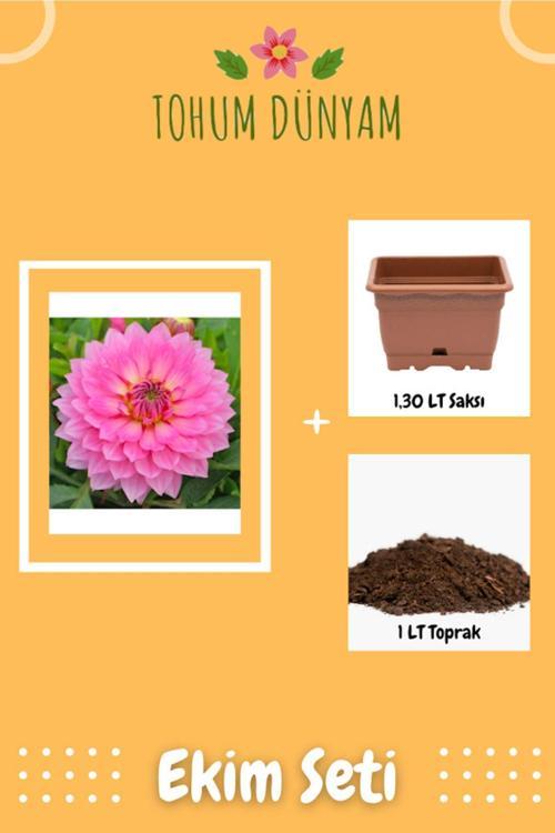 Dahlia Çiçek Pembe Tohumu Ekim Seti