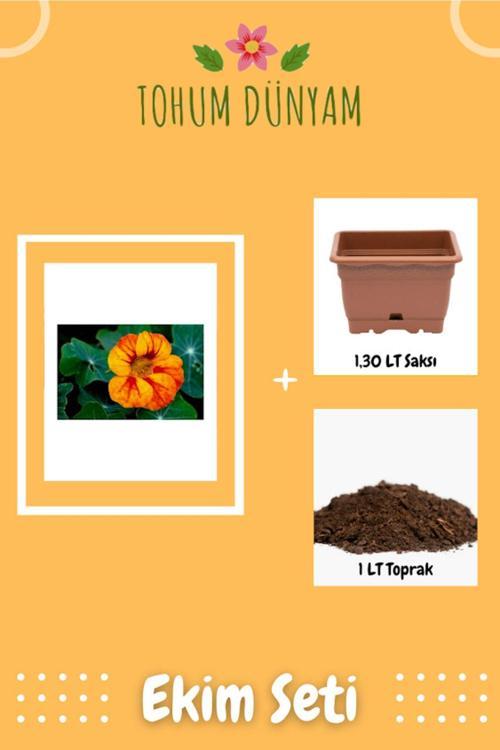 Latin Çiçeği (Nasturtium Majus) Tohumu Ekim Seti