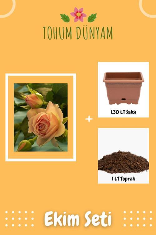 Kokulu Somon Rengi Gül Tohumu Ekim Seti