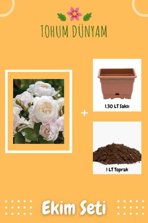 Beyaz Hollanda Gül Tohumu Ekim Seti