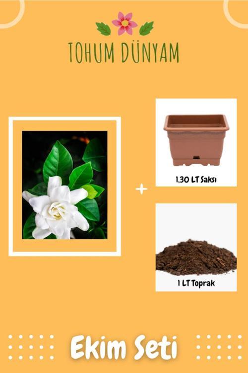 Nadir Gardenya Çiçeği Gardenia Jasminoides Tohumu Ekim Seti