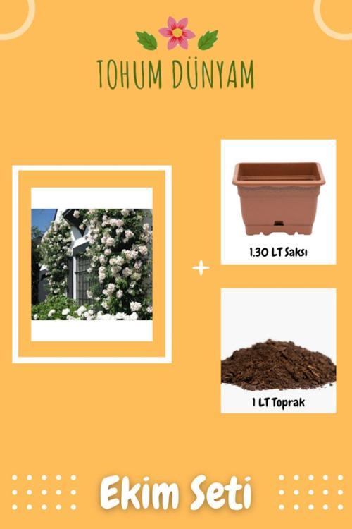Beyaz Sarmaşık Gül Tohumu Ekim Seti
