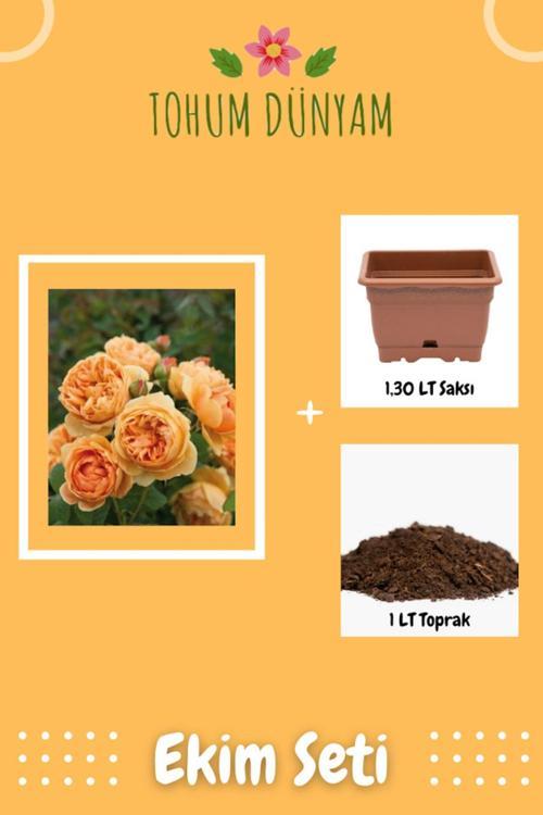 Kokulu Turuncu Hollanda Gül Tohumu Ekim Seti