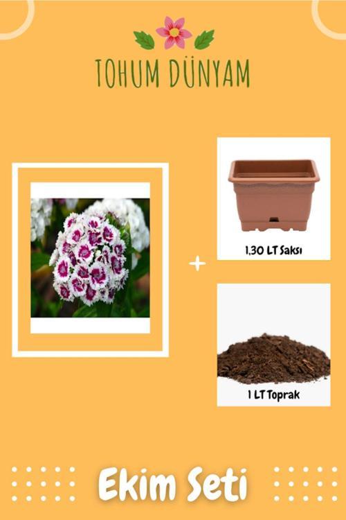 Hüsnüyusuf (Dianthus Barbatus L.) Çiçek Tohumu Ekim Seti