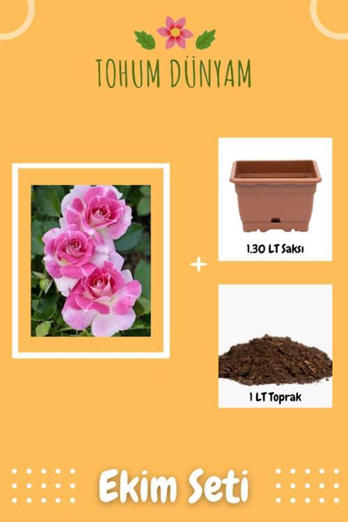 Pembe Beyaz Gül Tohumu Ekim Seti