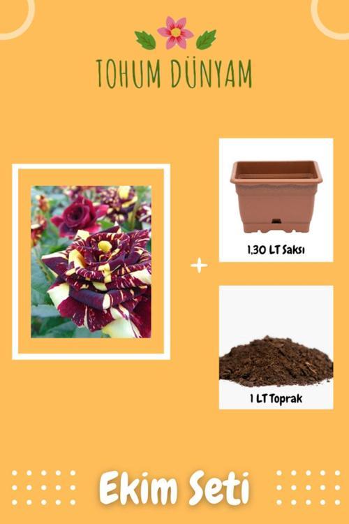 Abracadabra Gül Tohumu Ekim Seti
