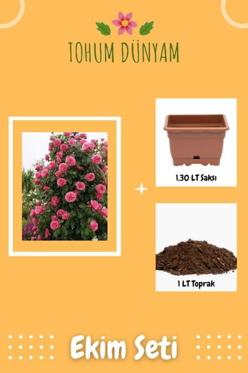 Pembe Renkli Sarmaşık Gül Tohumu Ekim Seti