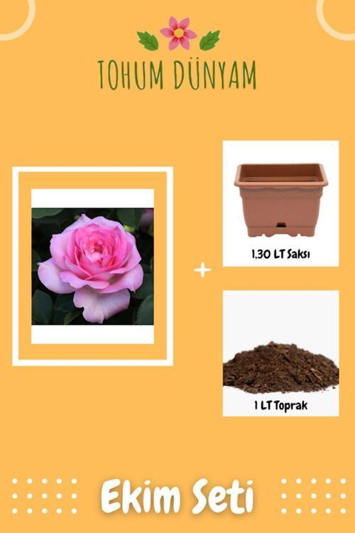 Pembe Beverly Gül Tohumu Ekim Seti